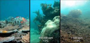 acidificacion-oceano-partes-millon-co2-5